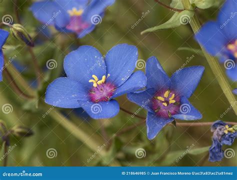 Anagallis Sp Red Blue Scarlet Pimpernel Chickweed Small Flower Of