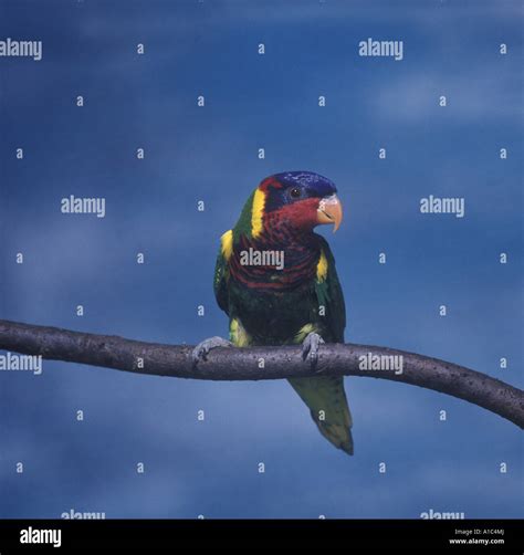 Ornatus Hi Res Stock Photography And Images Alamy