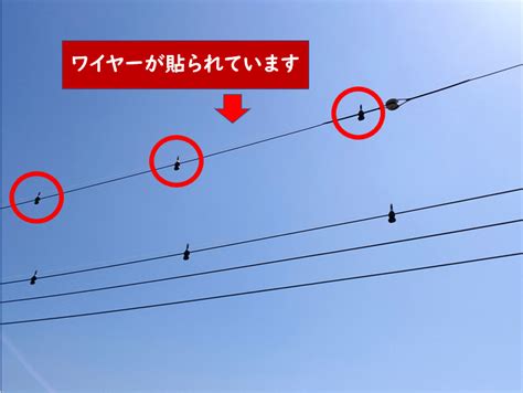 【電線の無料鳥よけ対策は効果なし？】nttの電話番号まで徹底調査 一条工務店とイツキのブログ