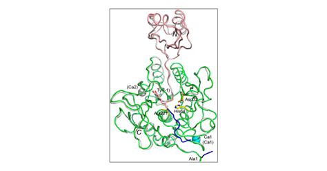 Formation Of The High Affinity Calcium Binding Site In Pro Subtilisin E