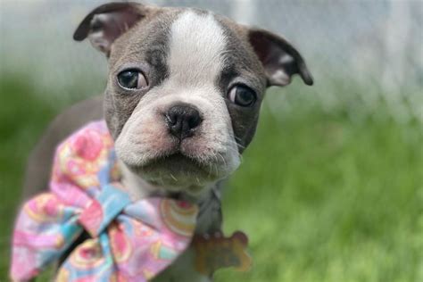 Blue Boston Terrier: An American Gentleman Ready To Charm You