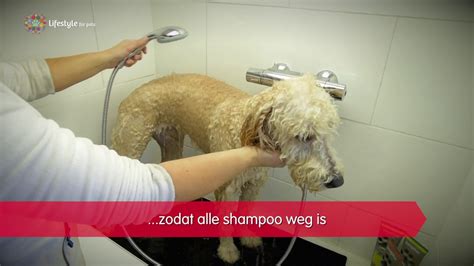 Tips Voor Het Wassen Van Je Hond Youtube