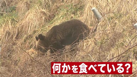 「冬眠の覚醒時期が早まっている」クマの専門家が警鐘 “8日連続”クマ目撃の北海道乙部町 雪解け早く山の斜面で行者ニンニクなど山菜食べるために出没か