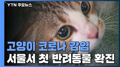 고양이 코로나 감염서울서 첫 반려동물 확진 Ytn Youtube