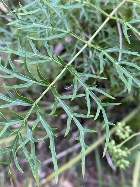 Elderberry Panax From Meroo National Park Termeil NSW AU On December