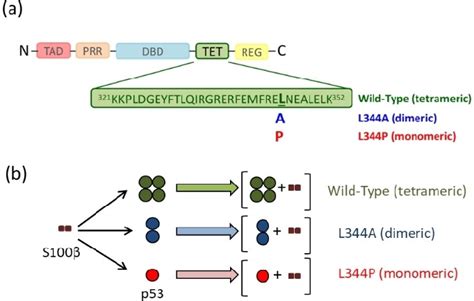 A Domain Organization Of Full Length P53 The Amino Acid Sequence