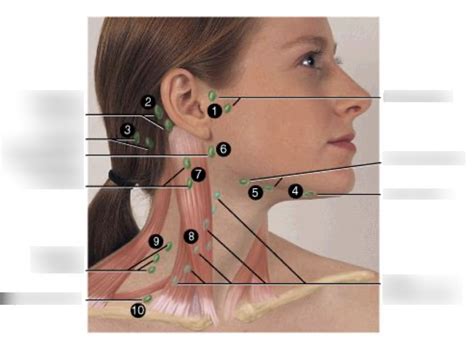 BIOE221 Prac Exam 1 Lymph Nodes Diagram Quizlet