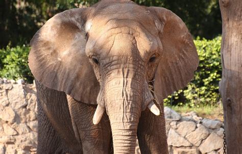 Images Gratuites Tronc Faune Zoo Mammifère éléphant Gris