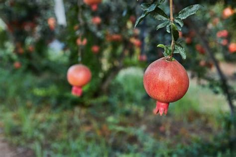 Maximizing Farmer S Income The Art Of Pomegranate Intercropping