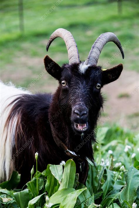 Close Up Of Black Billy Goat On A Farm Stock Image F0323205