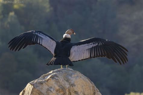 Andean Condor With Ten Foot Wingspan Betty Sederquist Photography