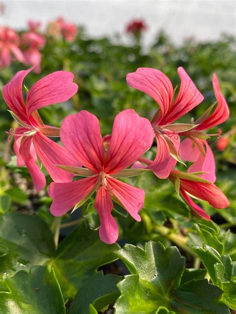 Geranium Sofie Cascade 4 Pot Deneweths Garden Center