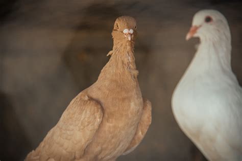 Beautiful Brown Or Ginger Pigeon Among White Ones In The Cage Cute