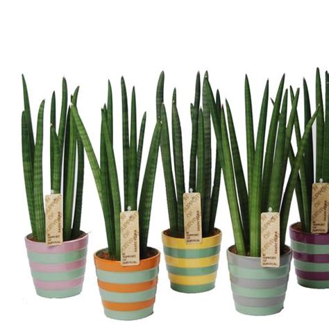 Sansevieria Cylindrica Spaghetti Plant Wholesale Floraccess