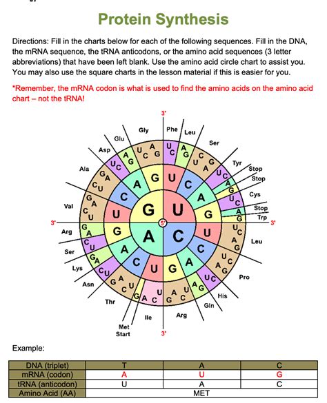 Solved Protein Synthesis Directions: Fill in the charts | Chegg.com