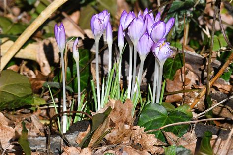 Krokusse Am Waldrand Krokus Unbestimmt Crocus Indet