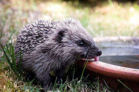 Hedgehog Lifespan How Long Do Hedgehogs Live