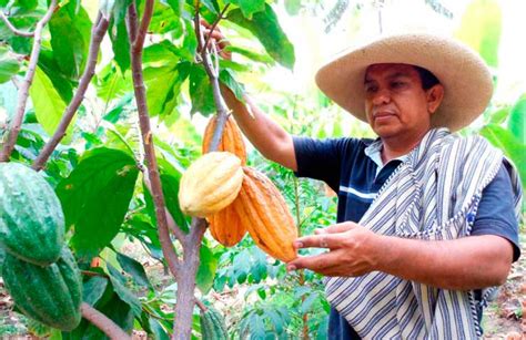 Desarrollo Y Sostenibilidad De La Cadena Agroproductiva Del Cacao