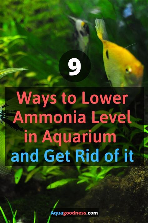 Ways To Lower Ammonia Level In Aquarium And Get Rid Of It Tropical