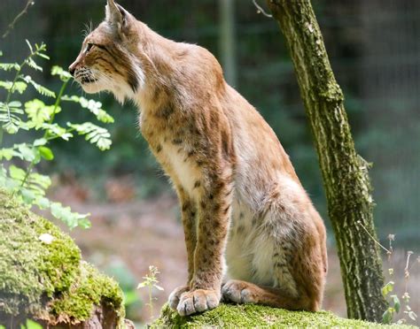 Lynx Animal Cat - Free photo on Pixabay - Pixabay