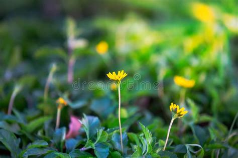 Fundo Da Mola As Flores Amarelas Bonitas Imagem De Stock Imagem