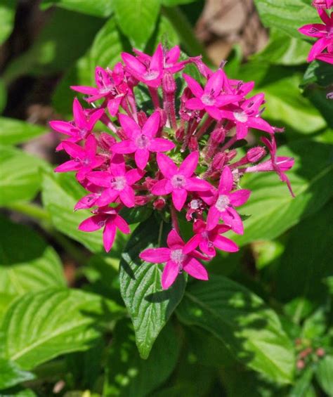 Rufino Osorio Pentas Lanceolata Glorias Heirloom Pink