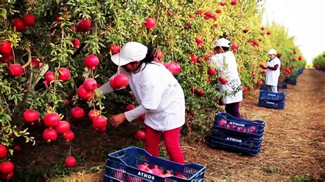 Awesome Agriculture Technology Pomegranate Cultivation Pomegranate