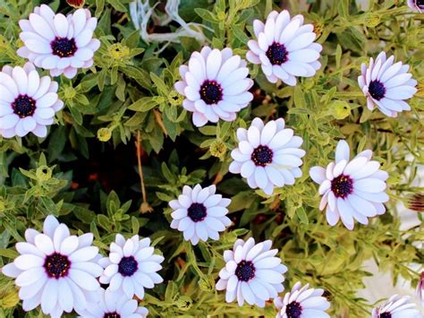 A Bela Ciner Ria Senecio Douglasii Dicas De Cultivo E Cuidados