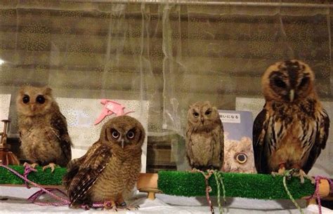 A First Hand Look At The Ikefukurou Owl Cafe In Ikebukuro Japan