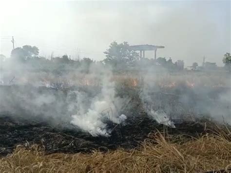 Wheat Crop Standing In One And A Half Bigha Field Was Burnt To Ashes