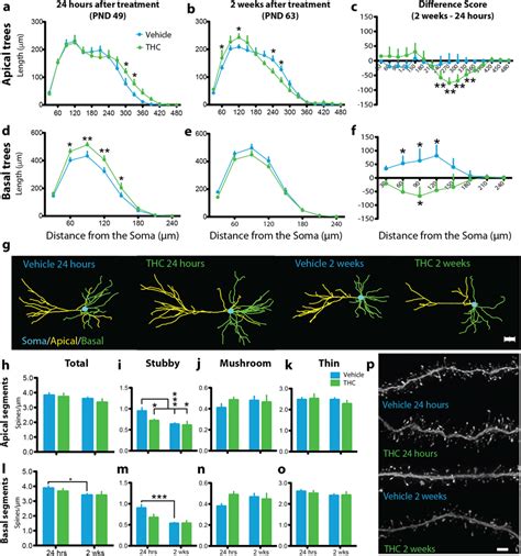 Adolescent Thc Exposure Altered The Dendritic Arborization Spine