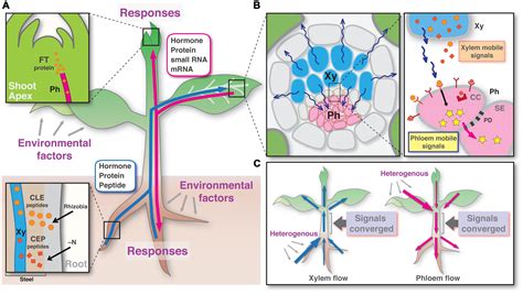 Frontiers Dynamics Of Long Distance Signaling Via Plant Vascular Tissues