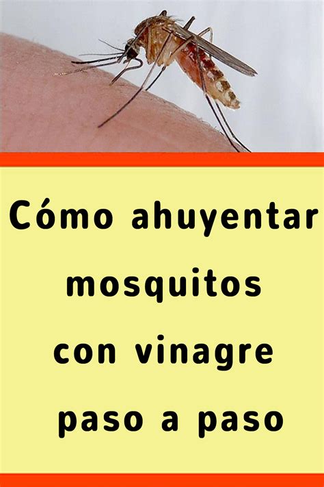 Cómo ahuyentar mosquitos con vinagre paso a paso Artofit