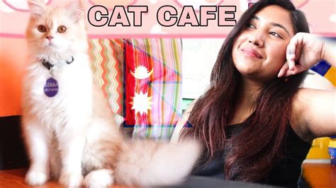 Visiting Nepal S Cat Cafe Jhamshikhel Lalitpur Nepali Cat Cafe