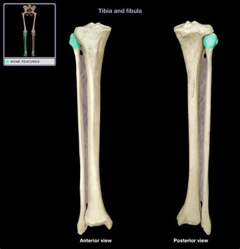 Tibia Fibula Patella Flashcards Quizlet