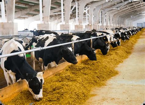 Dairy Farm Management Software