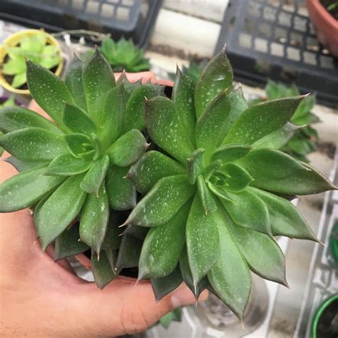 Suculenta Echeveria Black Prince Elo7 Produtos Especiais