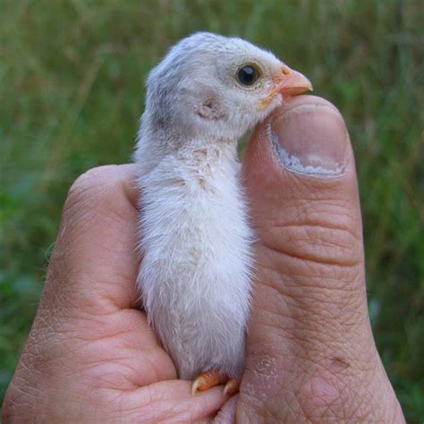 Guinea Fowl Chicks