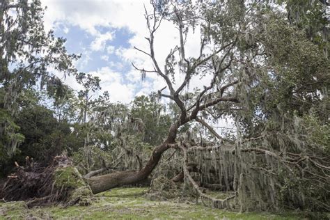 Hurricanes And The Landscape Last Minute Preparations UF IFAS