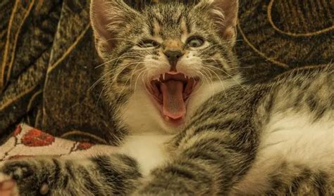 Can Cats Eat Honey? Everything You Need To Know About Nutritional ...