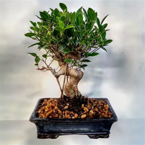 Bonsai Ficus De 23 Años Flores Y Plantas De Interior Florería La Fleur