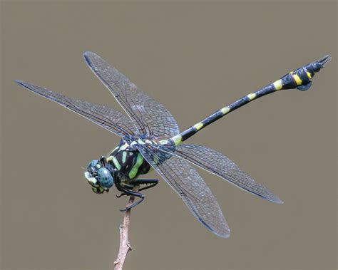 A Common Flangetail Dragonfly A Male Ictinogomphus Decorat Flickr