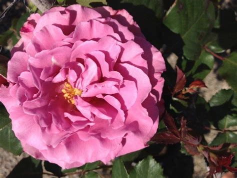 Rosa Angel Face Wholesale Nursery Nurseries In Melbourne Sydney