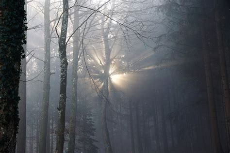 Images Gratuites paysage arbre la nature forêt branche hiver