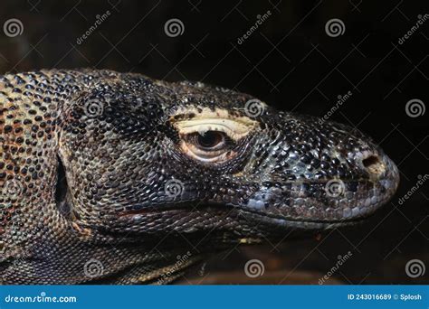 Komodo Dragon Editorial Stock Image Image Of Closeup 243016689