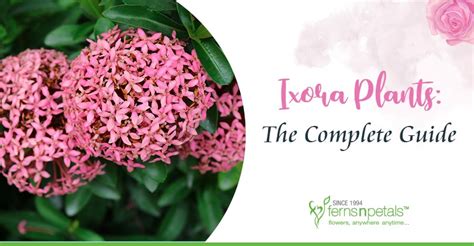 Ixora Plants The Complete Guide Fnp Singapore