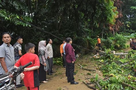 Pj Wali Kota Payakumbuh Ingatkan Dlh Dan Warga Perhatikan Pohon Di