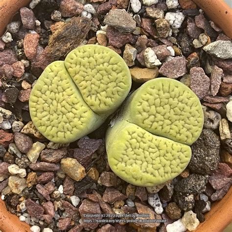 Photo Of The Entire Plant Of Living Stones Lithops Hookeri Var