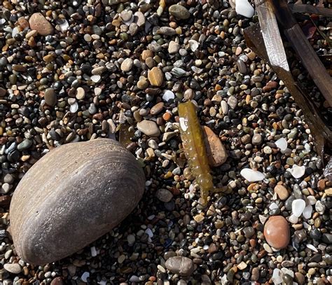 What Is This Guy Found On The Beach In California Rwhatisthisbug