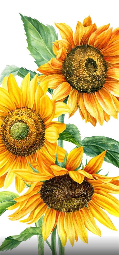 Pin By Modelcolor On 빠른 저장 Sunflower Painting Sunflower Art Flower